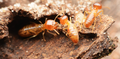 Understanding Anti-Termite, Anti-Rodent, and Anti-Vermin Properties